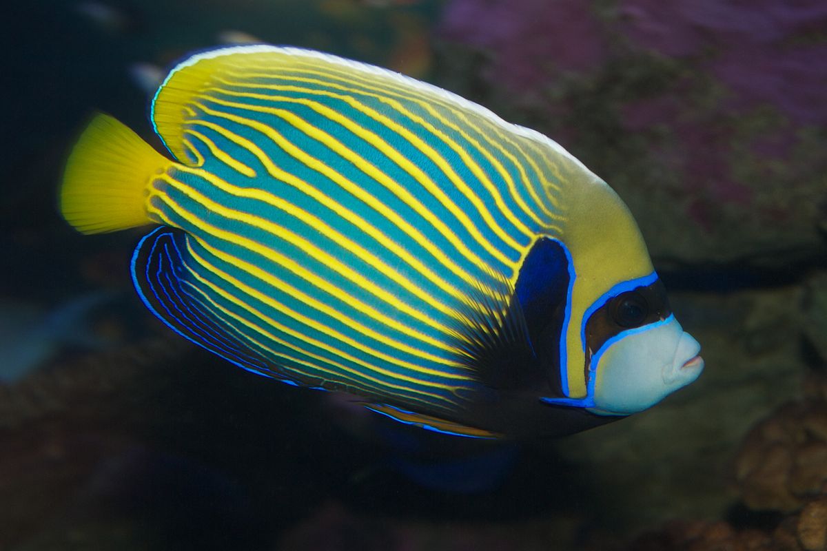 Angelfish Care Guide: Graceful Swimmers of the Tank