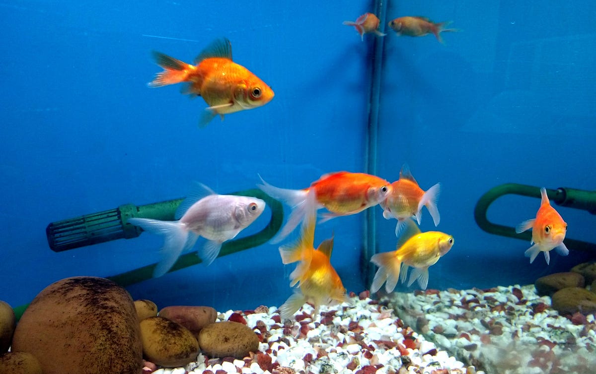 Signs of Stress in Aquarium Fish and How to Fix It