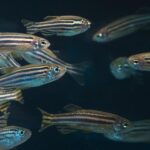 Zebra Danios: The Energetic Schoolers