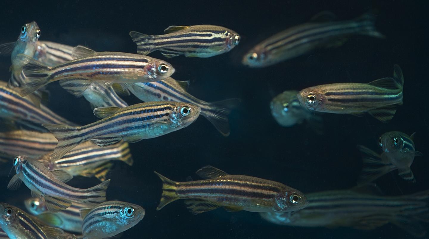 Zebra Danios: The Energetic Schoolers