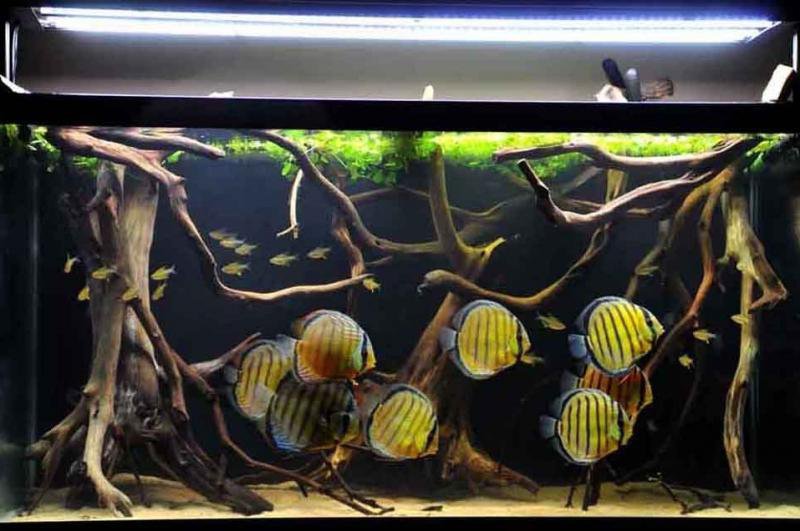 How to Quarantine New Fish Before Adding Them to Your Tank