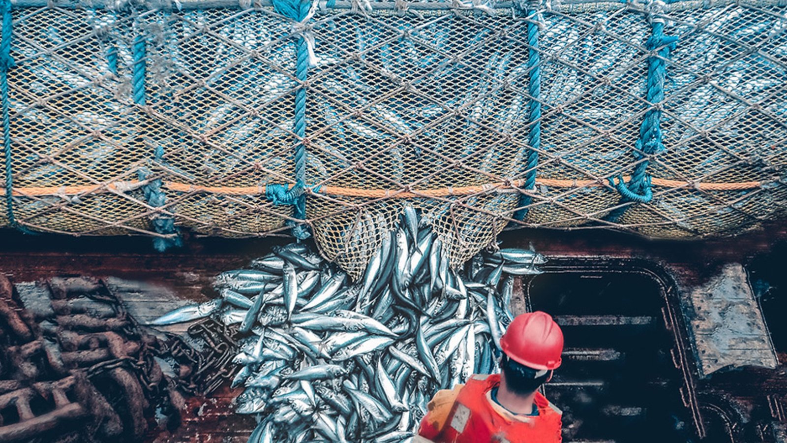How Overfishing Affects Marine Fish Populations