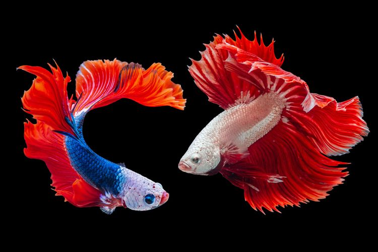Why Fish Fight: Territory, Mating, or Stress?