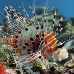 Lionfish: Dangerous Yet Dazzling