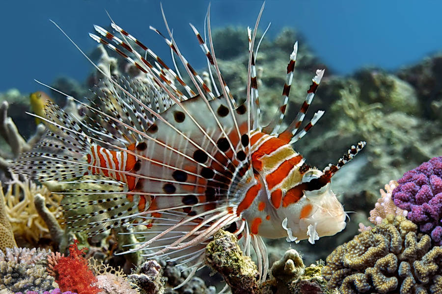 Lionfish: Dangerous Yet Dazzling