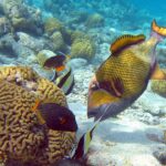 Triggerfish: Bold Guardians of the Reef