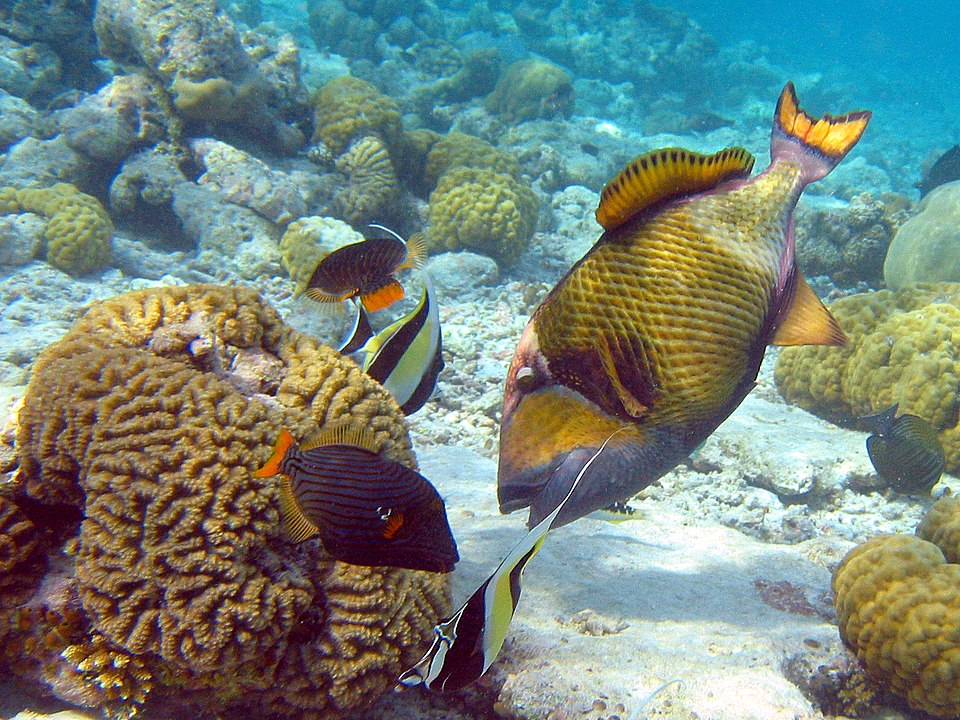 Triggerfish: Bold Guardians of the Reef