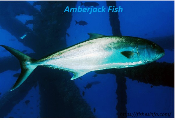 Amberjack Fish: Myths, Facts and Surprising Truths You Won't Believe