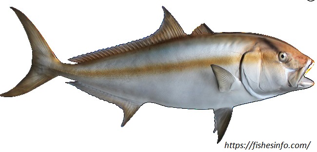 Amberjack Fish: Myths, Facts and Surprising Truths You Won't Believe