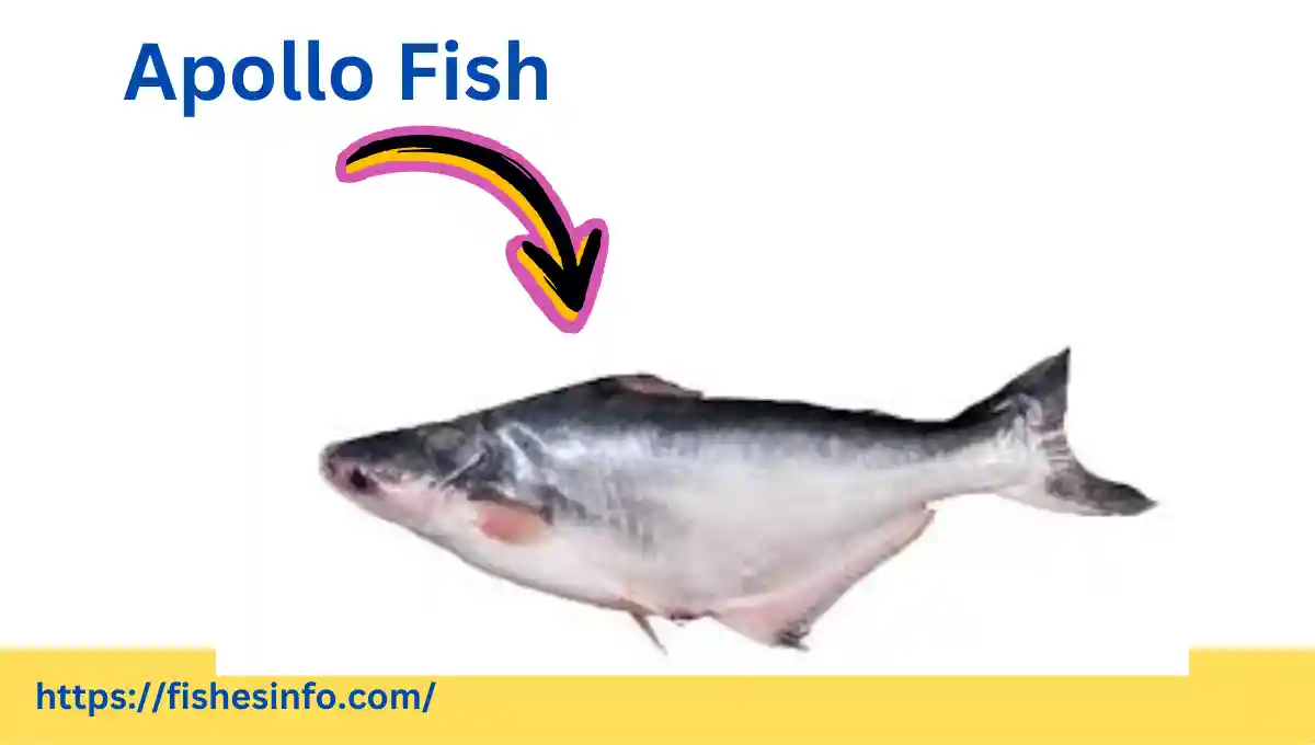 apollo-fish