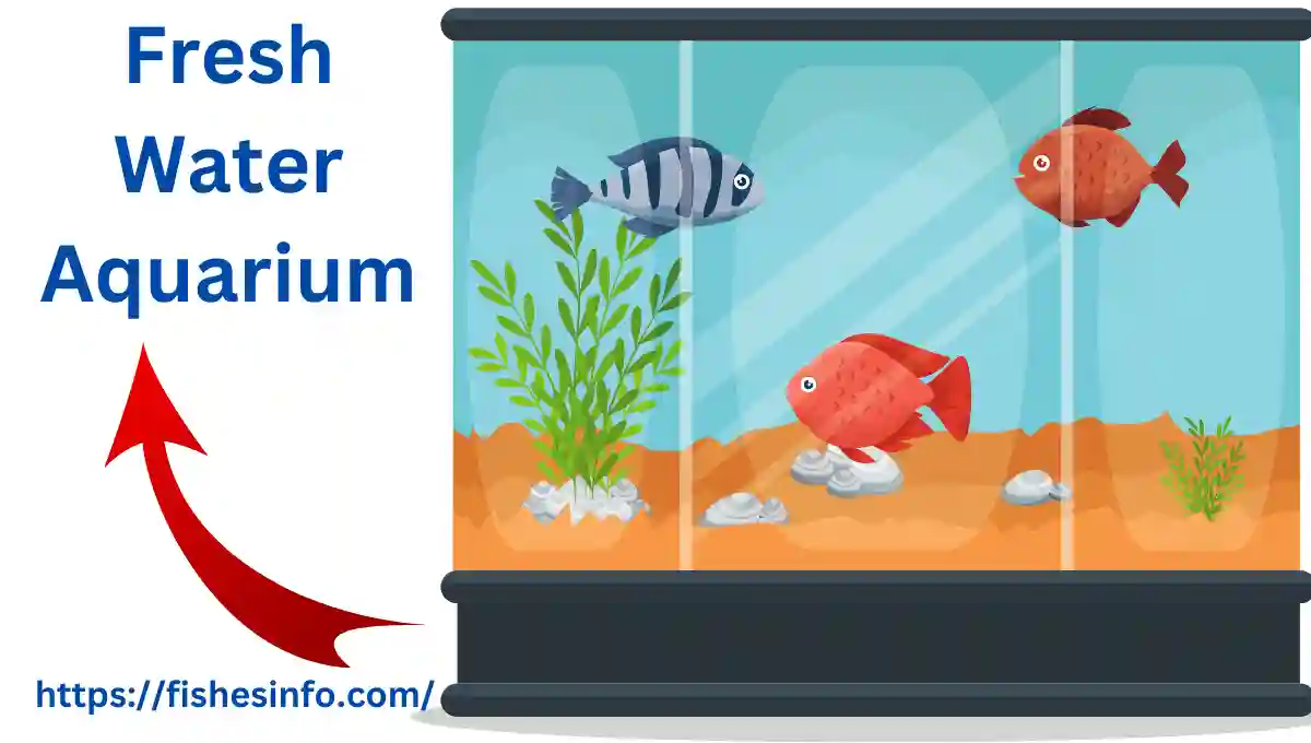 freshwater-aquarium