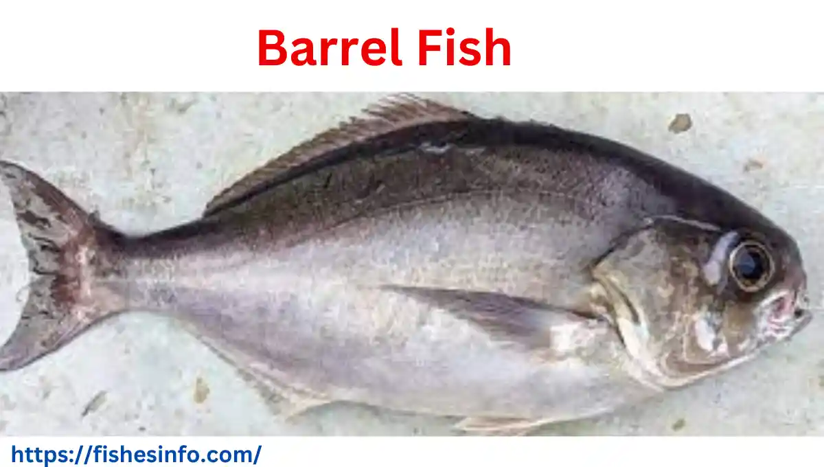 barrel-fish