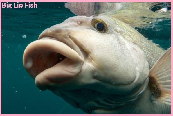 Big Lip Fish: Exploring the Beauty and Stock Photos