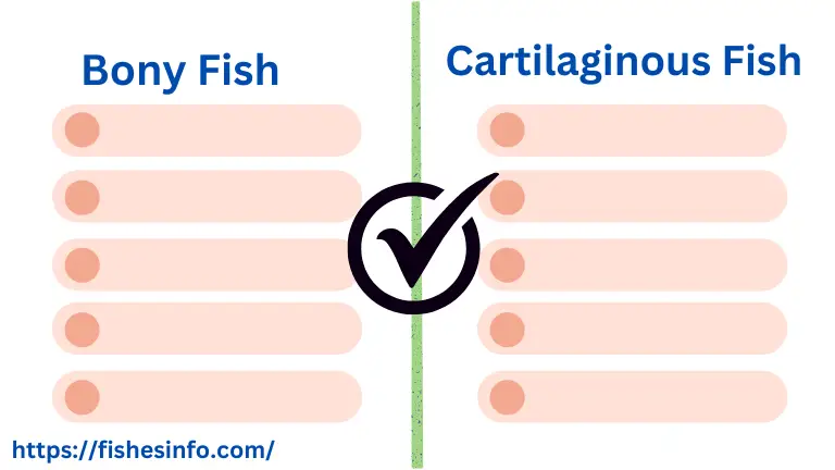 difference-between-bony-fish-and-cartilaginous fish