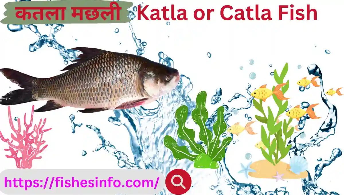 catla-fish