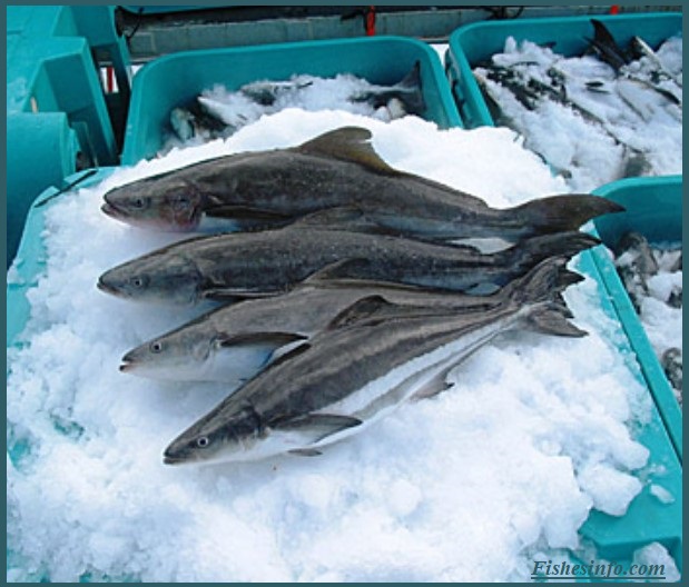 Cobia Fish: The Most Delicious Fish You Are Missing Out On!