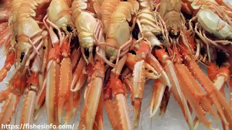 crustaceans