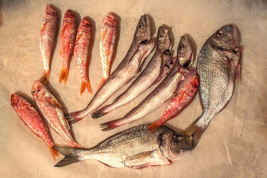 Different Fish Species Used for Fillets