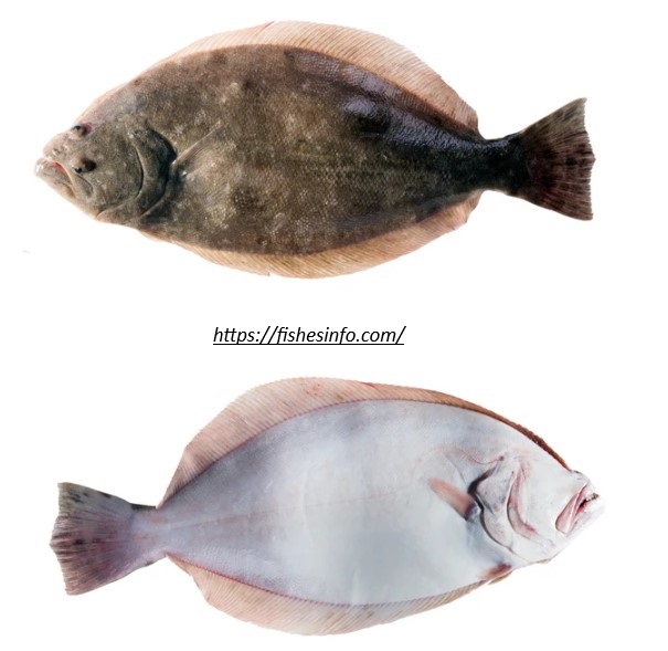 Flounder Fish: Health Benefits, Delicious Recipe and More