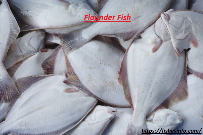 Flounder Fish: Health Benefits, Delicious Recipe and More