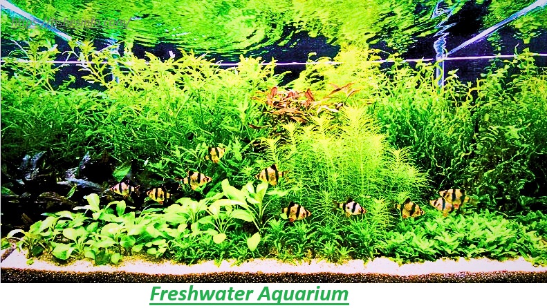 How to Setup a Freshwater Aquarium?