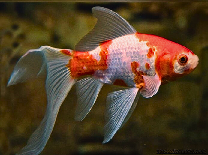 Why Goldfish Are the Perfect Pets: 5 Reasons You Didn't Expect!