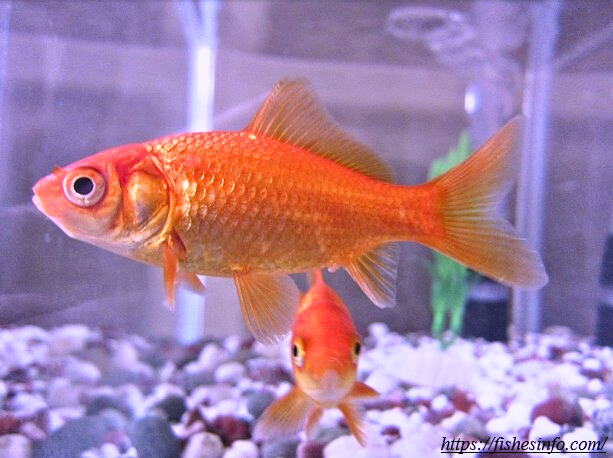 Why Goldfish Are the Perfect Pets: 5 Reasons You Didn't Expect!