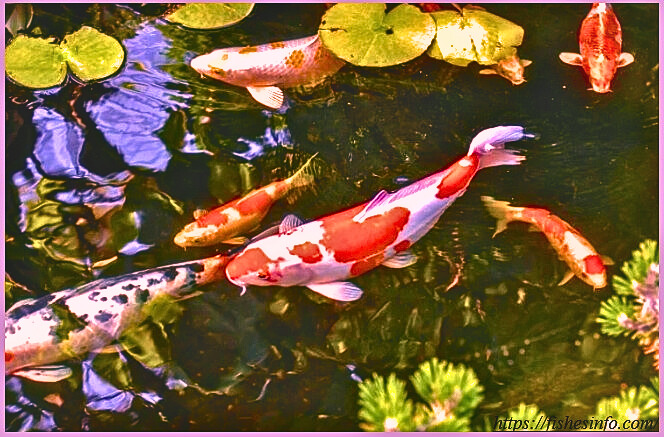 The Ultimate Guide to Koi Fish: Lifespan, Size, and Meaning