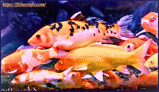 The Ultimate Guide to Koi Fish: Lifespan, Size, and Meaning