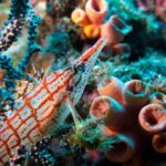 Hawkfish: Perching Predators of Coral Reefs