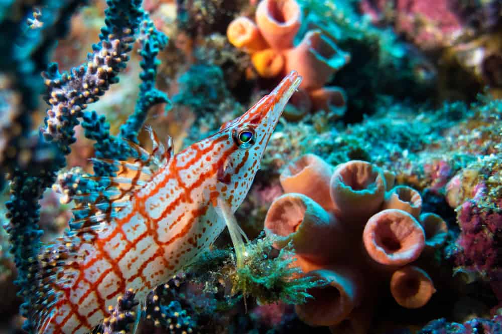 Hawkfish: Perching Predators of Coral Reefs