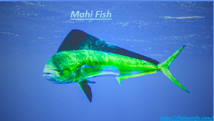 Mahi Fish Nutrition: Best Health Benefits and Why It’s Good for You