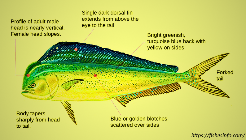 Mahi Fish Nutrition: Best Health Benefits and Why It’s Good for You