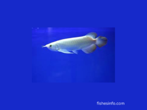 Platinum Arowana Fish