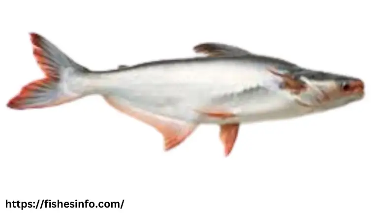 pangasius-fish