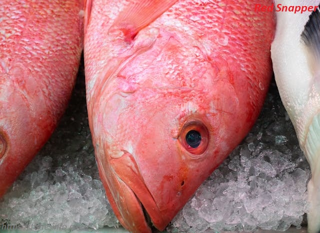 What is Red Snapper? Best Nutritional Values, and Health Benefits