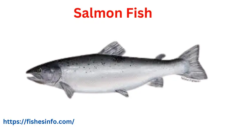 salmon-fish