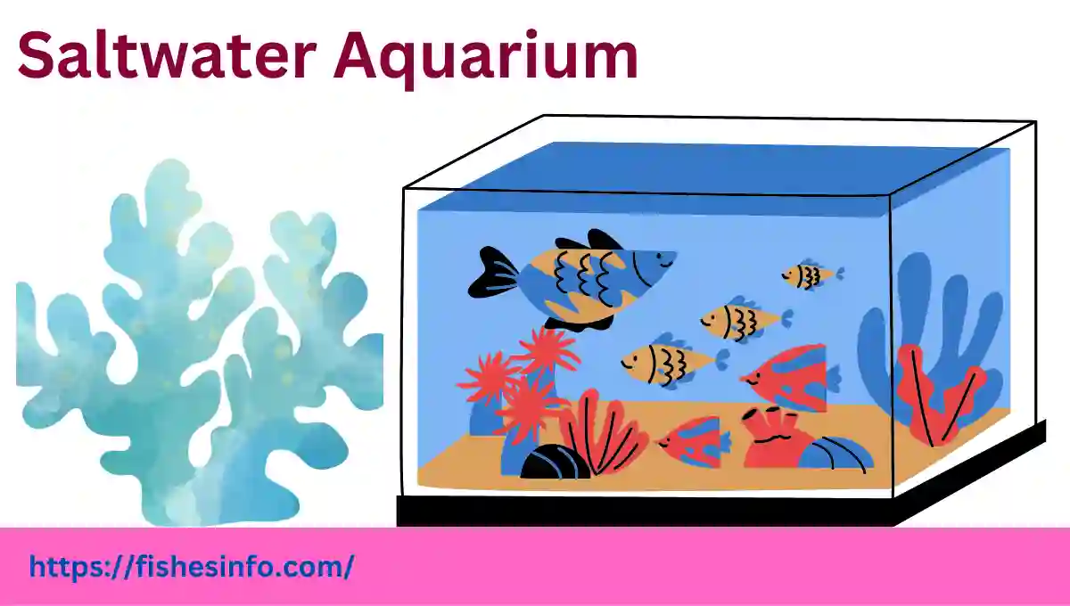 saltwater-aquarium