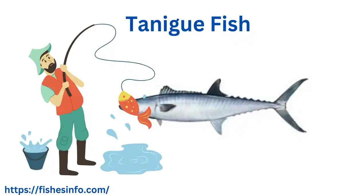 tanigue-fish