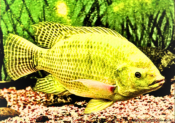 Tilapia Fish: Exploring the Health Benefits, Nutrition and Dangers