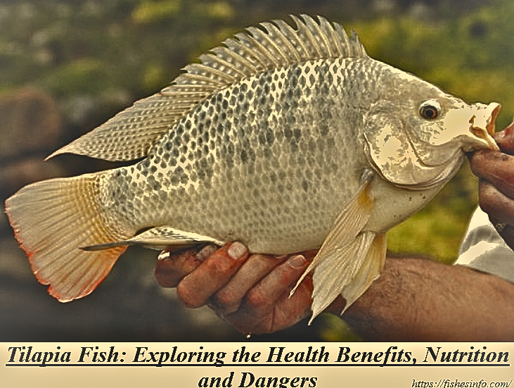 Tilapia Fish: Exploring the Health Benefits, Nutrition and Dangers