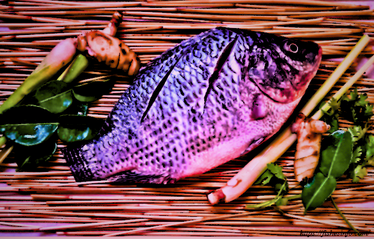 Tilapia Fish: Exploring the Health Benefits, Nutrition and Dangers