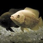 Oscar Fish: Intelligent Predators of Freshwater