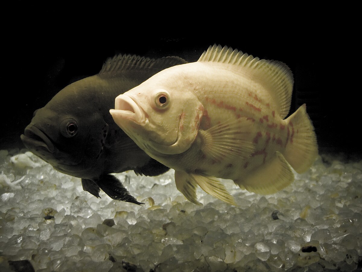 Oscar Fish: Intelligent Predators of Freshwater