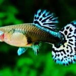 Guppies 101: Colorful, Hardy, and Fun