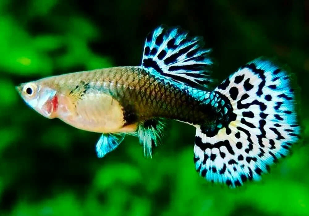 Guppies 101: Colorful, Hardy, and Fun