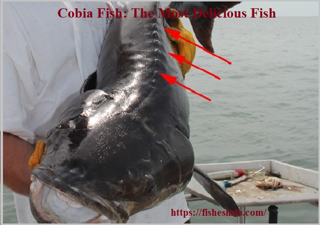 Cobia Fish: The Most Delicious Fish You Are Missing Out On!