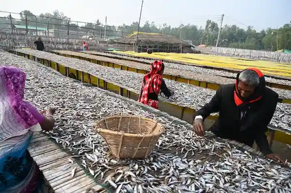 dried-fish