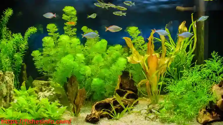 freshwater-aquarium