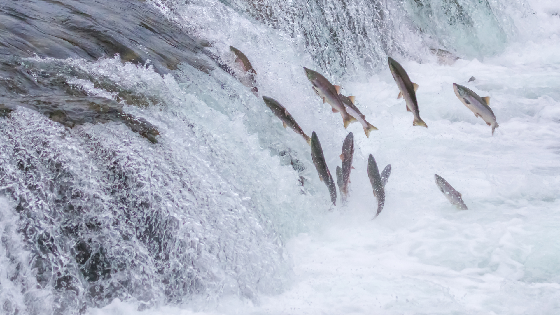 Migratory Fish: The Journey of Salmon
